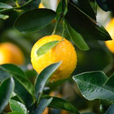 Thrive versus survive – the story of the lemon tree