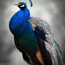 Proud peacock as a cue for the position of your spine